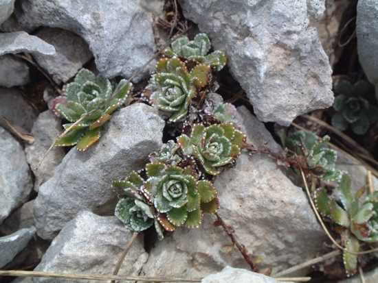 Saxifraga - Abruzzo - Saxifraga cfr. paniculata